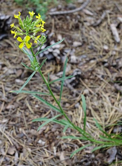 Erysimum andrzejowskianum, photographed by Patrick Hacker