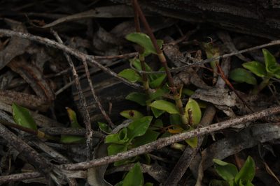 Tripogandra ionantha, photographed by Andrés Ramírez-Barrera