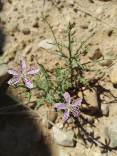 Stephanomeria runcinata, photographed by Laura Holloway