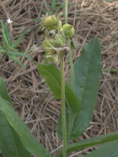 Andersonglossum occidentale, photographed by Tom Wainwright