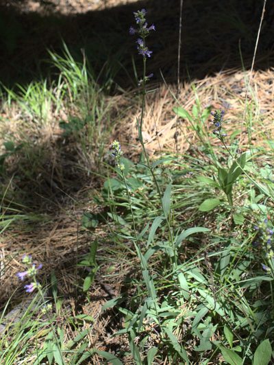 Penstemon euglaucus, photographed by Tom Wainwright