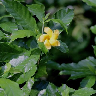 Tabernaemontana grandiflora, photographed by Aitor