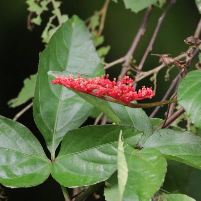 Cissus erosa, photographed by Aitor
