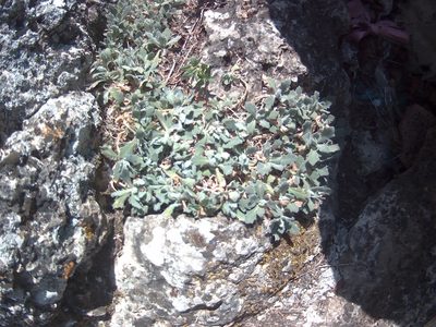 Arabis caucasica, photographed by Михаил Орлов