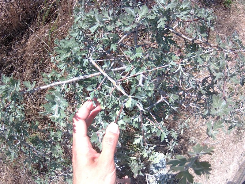 Crataegus orientalis, photographed by Михаил Орлов