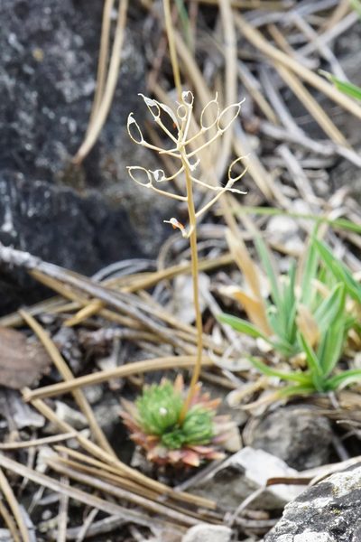 Draba lasiocarpa, photographed by Patrick Hacker