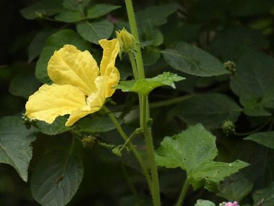 Benincasa hispida, photographed by Subhadra Devi