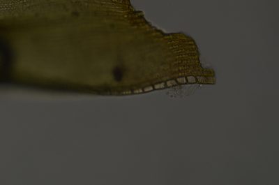Bucklandiella heterosticha, photographed by Randal