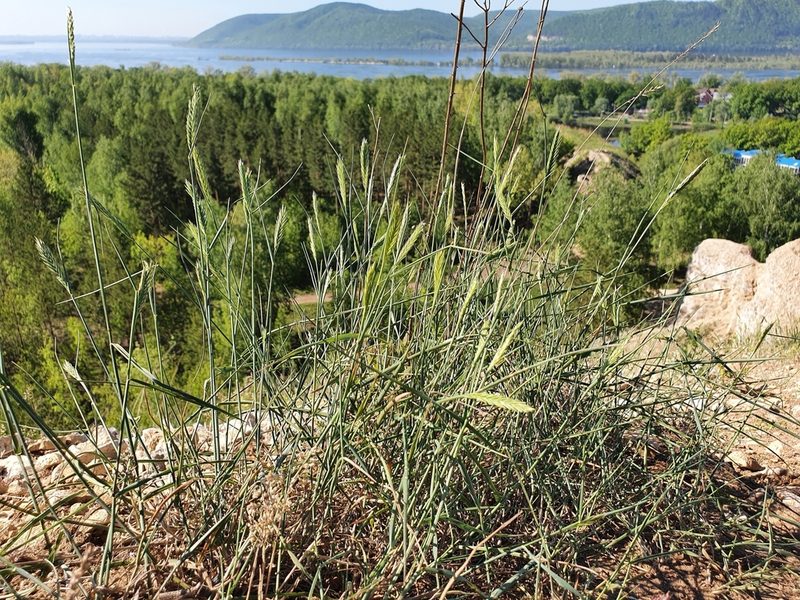 Agropyron desertorum, photographed by Анна Митрошенкова