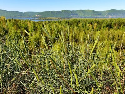 Agropyron desertorum, photographed by Анна Митрошенкова