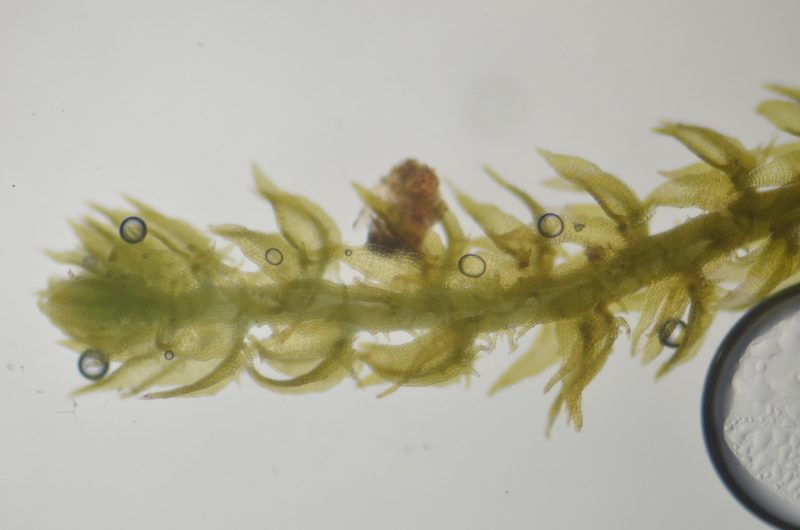 Tetralophozia filiformis, photographed by Randal