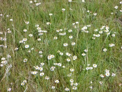 Symphyotrichum falcatum, photographed by Eric Lamb