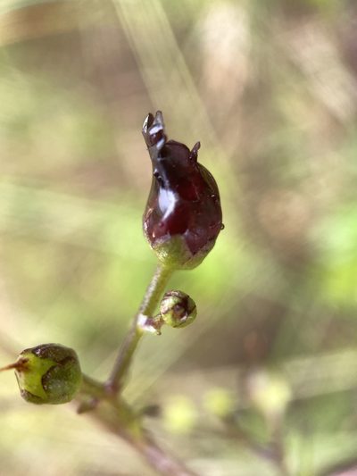 Scrophularia atrata, photographed by Kyle Nessen