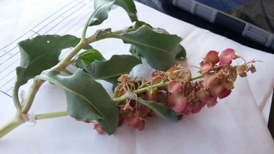 Rumex venosus, photographed by tonyblake