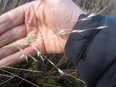 Chionochloa juncea, photographed by Brett Sandford