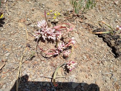 Allium crenulatum, photographed by John Brew