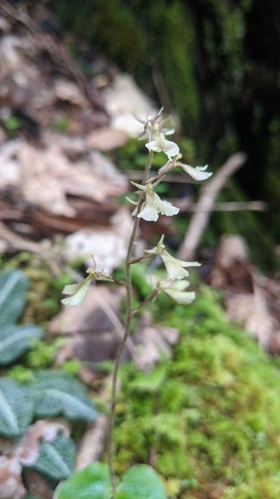 Neottia smallii, photographed by Zoe O.
