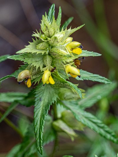 Rhinanthus riphaeus, photographed by rainerburkard