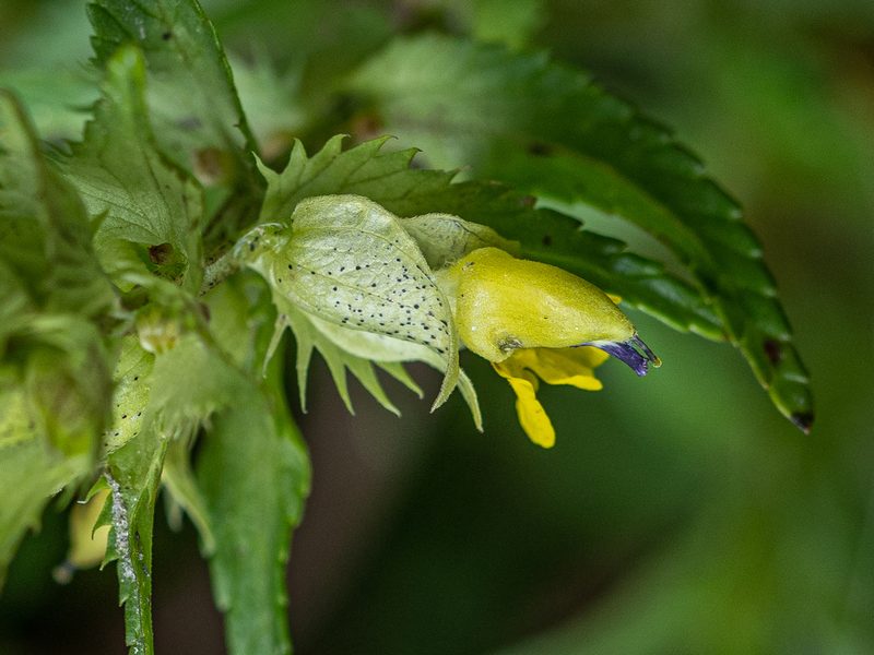 Rhinanthus riphaeus, photographed by rainerburkard