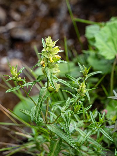 Rhinanthus riphaeus, photographed by rainerburkard
