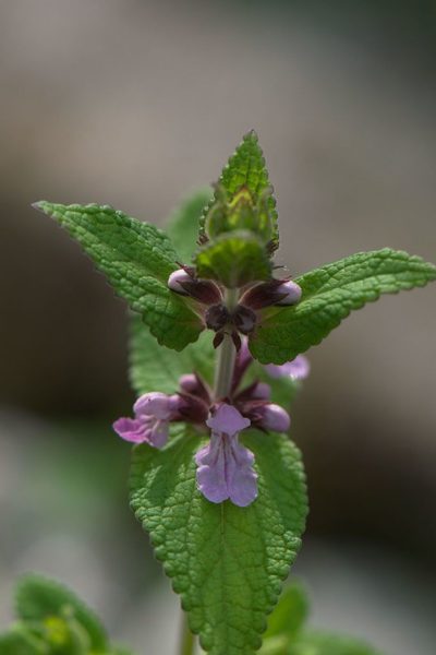 Stachys splendens, photographed by Ramnarayan K