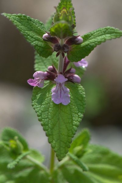 Stachys splendens, photographed by Ramnarayan K