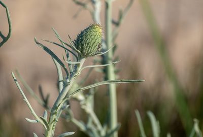 Cirsium pitcheri, photographed by Forest Botial-Jarvis