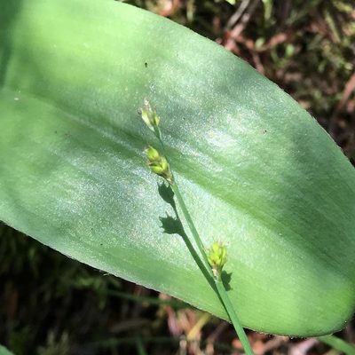 Carex brunnescens, photographed by er-birds