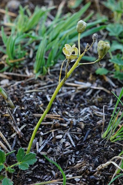Ornithogalum comosum, photographed by Patrick Hacker