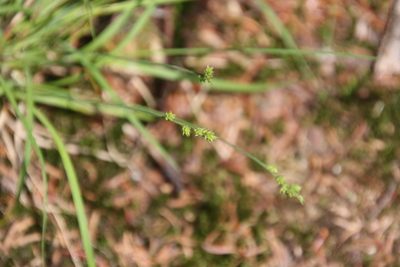 Carex brunnescens, photographed by er-birds