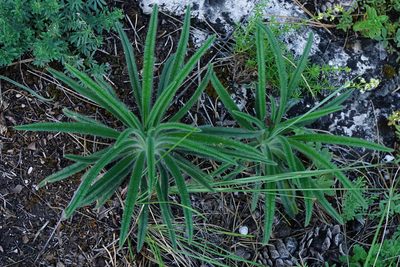 Onosma visianii, photographed by Patrick Hacker
