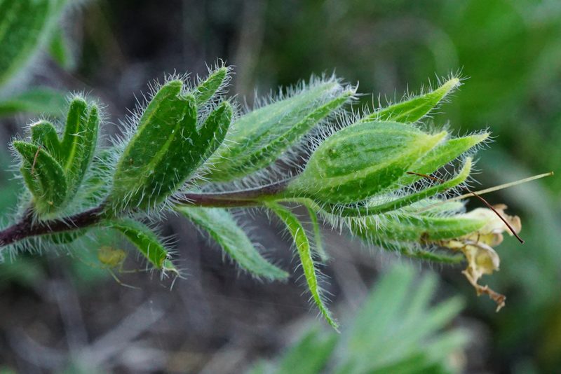 Onosma visianii, photographed by Patrick Hacker