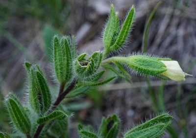 Onosma visianii, photographed by Patrick Hacker