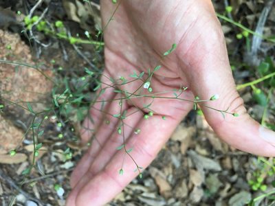 Linum micranthum, photographed by coralgilbert
