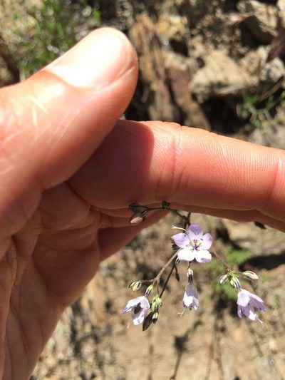Saltugilia caruifolia, photographed by coralgilbert
