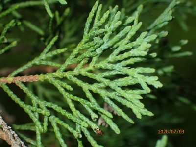 Chamaecyparis thyoides, photographed by John Baur
