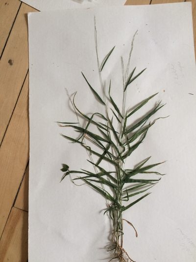 Muhlenbergia tenuiflora, photographed by Étienne Lacroix-Carignan