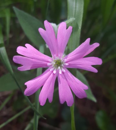 Silene hookeri, photographed by Alex Abair