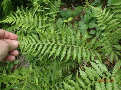 Coryphopteris simulata, photographed by John Baur