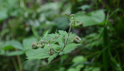Geum geniculatum, photographed by Evan M. Raskin