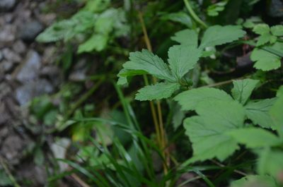 Geum geniculatum, photographed by Evan M. Raskin