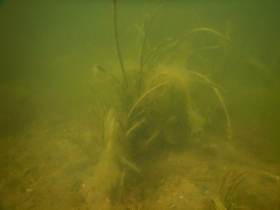 Cymodocea nodosa, photographed by Duarte Frade