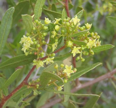 Searsia ciliata, photographed by Nicola van Berkel