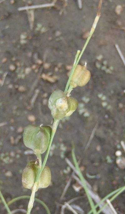 Dipcadi ciliare, photographed by Nicola van Berkel