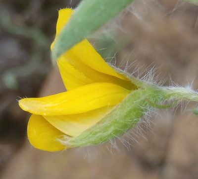 Argyrolobium pauciflorum, photographed by Nicola van Berkel