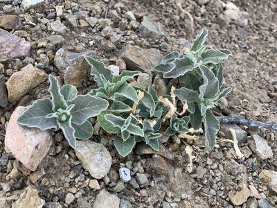 Asclepias nyctaginifolia, photographed by CK2AZ