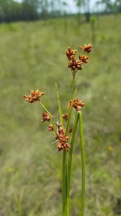 Rhynchospora compressa, photographed by Scott Ward
