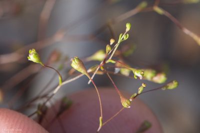 Nemacladus capillaris, photographed by Ken-ichi Ueda
