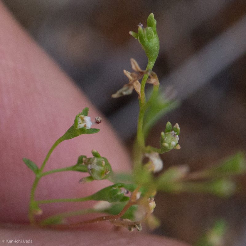 Nemacladus capillaris, photographed by Ken-ichi Ueda