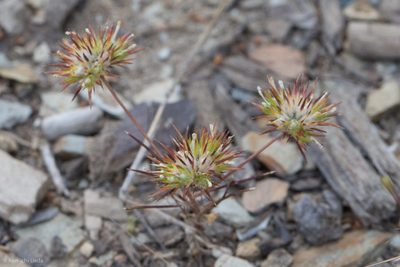 Navarretia divaricata, photographed by Ken-ichi Ueda